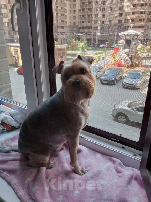 Собаки в Тюмени: Потерялся Бася Мальчик, 1 000 руб. - фото 2