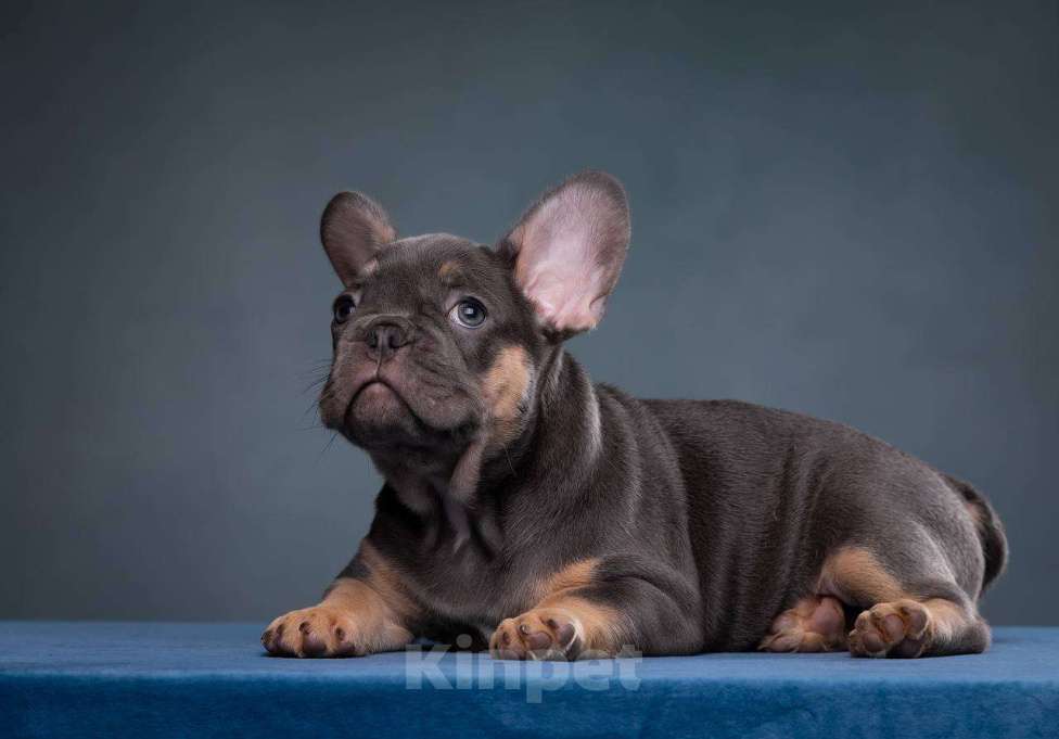 Собаки в Санкт-Петербурге: Французский круасанчик  Девочка, 80 000 руб. - фото 3