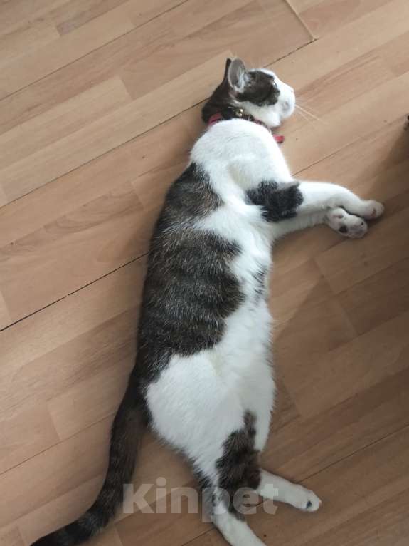 Кошки в Москве: котик в добрые руки Мальчик, Бесплатно - фото 5