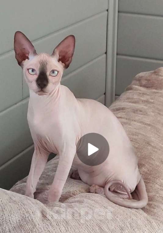 Кошки в Москве: Бильбо -канадский сфинкс  Мальчик, Бесплатно - фото 5