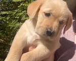 Собаки в Сочи: Лабрадор  Девочка, 25 000 руб. - фото 4