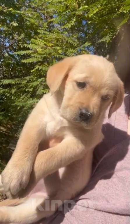 Собаки в Сочи: Лабрадор  Девочка, 25 000 руб. - фото 4