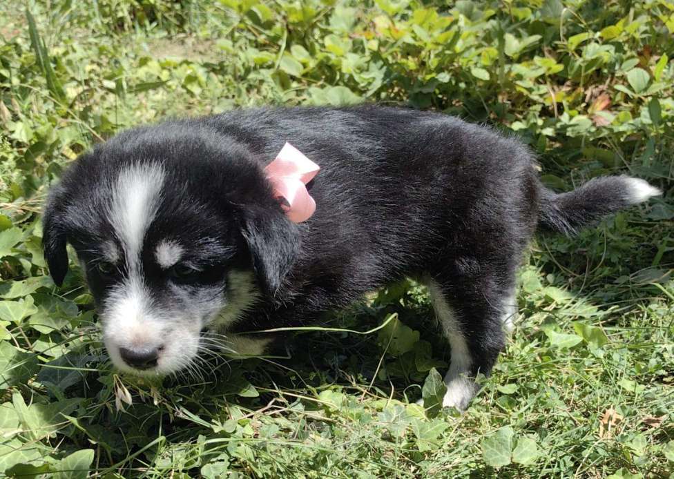 Собаки в других городах Ростовской области: Щенок для радости Девочка, Бесплатно - фото 5