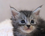 Кошки в Болхове: Мейн Кун девочка Девочка, 35 000 руб. - фото 3