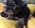 Собаки в Санкт-Петербурге: Щенки йоркширского терьера Мальчик, 22 500 руб. - фото 1