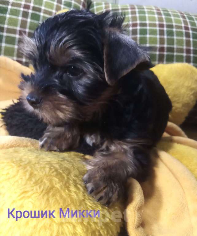 Собаки в Санкт-Петербурге: Щенки йоркширского терьера Мальчик, 22 500 руб. - фото 1
