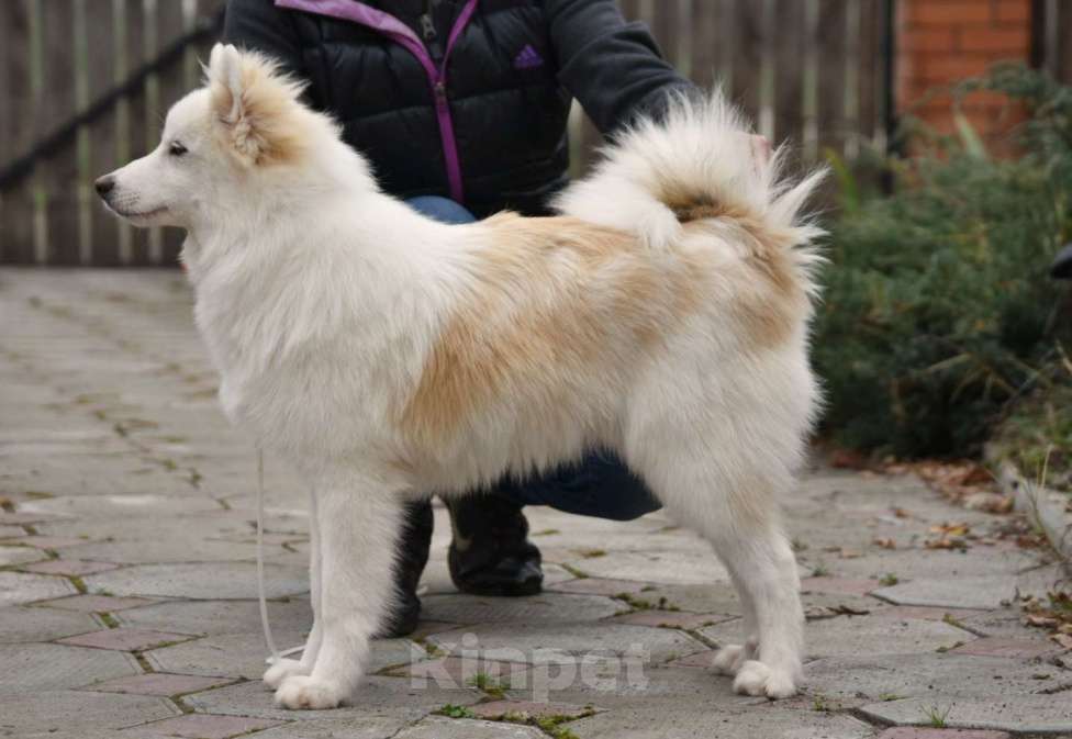 Собаки в Москве: Ненецкая оленегонная лайка, кобель Амур. Мальчик, 60 000 руб. - фото 8