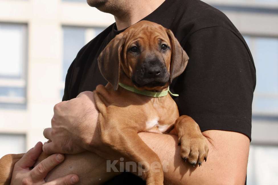 Собаки в Москве: Щенок родезийского риджбека  Девочка, Бесплатно - фото 1