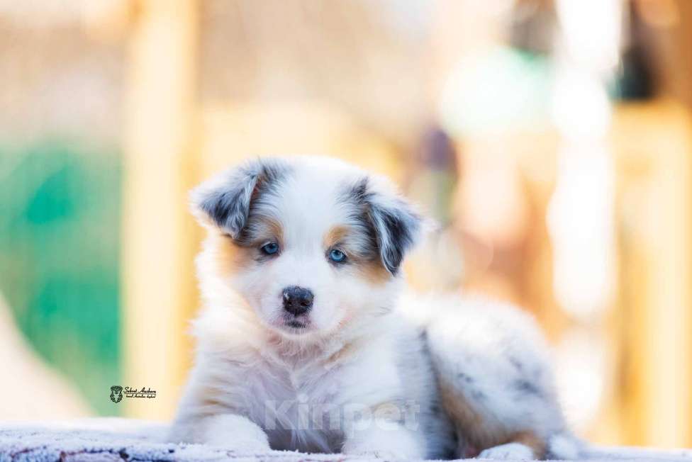 Собаки в Москве: Австралийская овчарка, щенок аусси Девочка, 150 000 руб. - фото 4