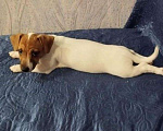 Собаки в Калуге: Щенок Джек Рассел терьер  Девочка, 7 000 руб. - фото 2