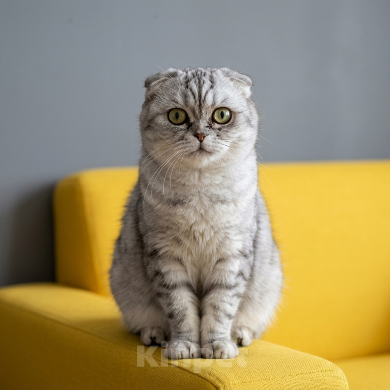 Кошки в Москве: кошка Луна в добрые руки Девочка, Бесплатно - фото 4