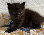 Кошки в Истре: Котята  Девочка, Бесплатно - фото 9