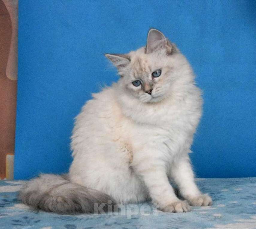 Кошки в Москве: Синеглазая красавица Девочка, Бесплатно - фото 8