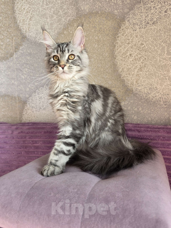 Кошки в Ижевске: Котята мейн-кун Девочка, 50 000 руб. - фото 5