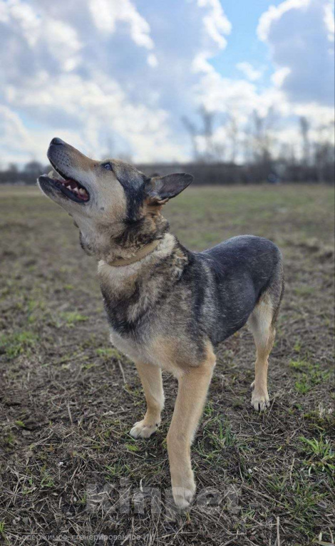 Собаки в Королеве: Яша ждёт своего человека! Мальчик, Бесплатно - фото 9