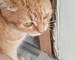 Кошки в Казани: Потерялась в районе улицы малая армавирская  Девочка, Бесплатно - фото 4