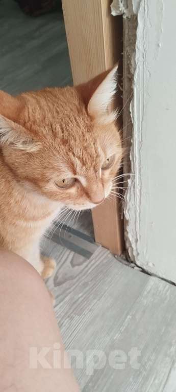 Кошки в Казани: Потерялась в районе улицы малая армавирская  Девочка, Бесплатно - фото 4