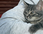 Кошки в Санкт-Петербурге: Котенок Вафля Девочка, Бесплатно - фото 10
