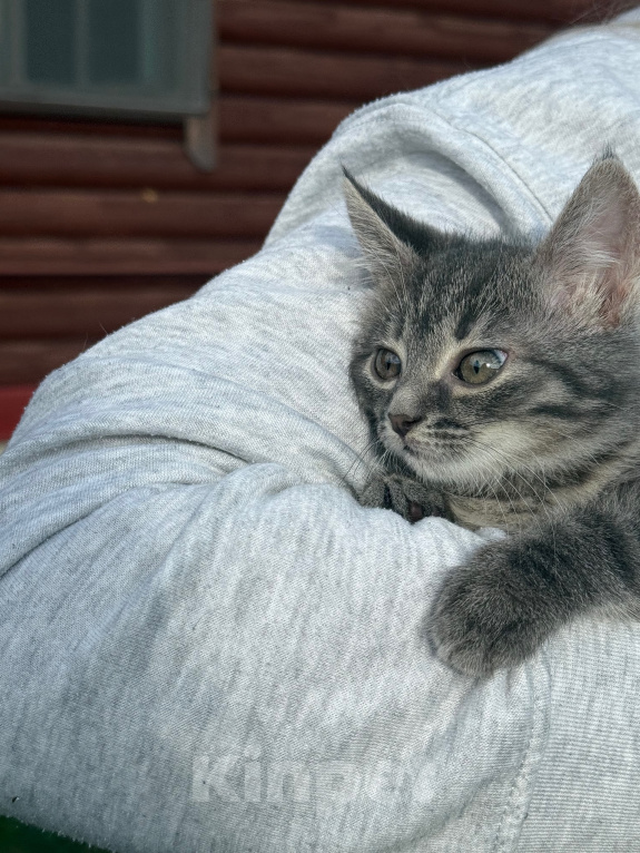 Кошки в Санкт-Петербурге: Котенок Вафля Девочка, Бесплатно - фото 10