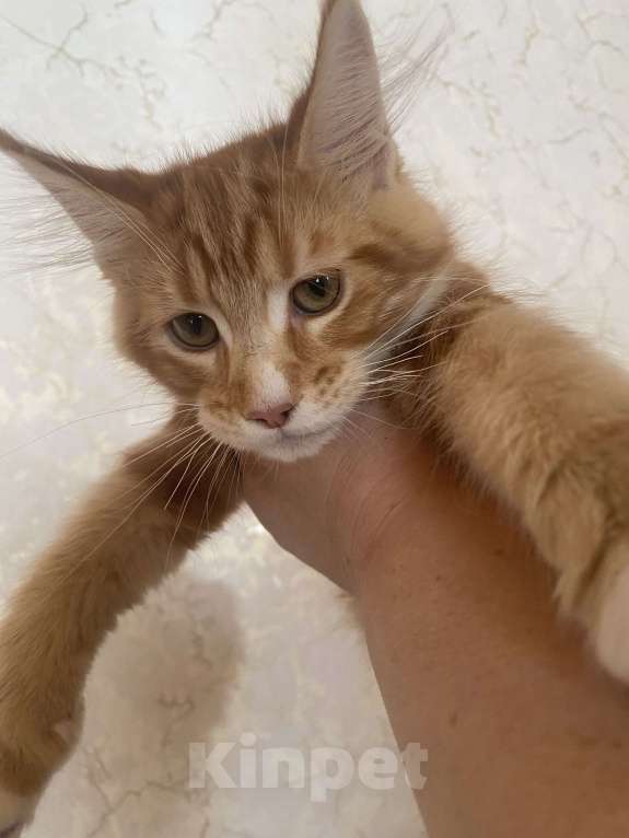 Кошки в Павловском Посаде: Мейкунята Девочка, 25 000 руб. - фото 3