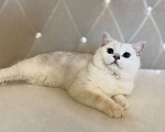 Кошки в Ульяновске: Вязка Мальчик, Бесплатно - фото 4