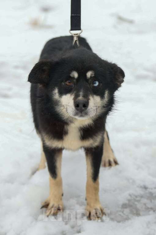 Собаки в Москве: Небольшая собачка в добрые руки Девочка, Бесплатно - фото 5