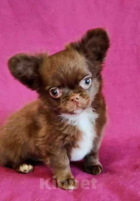 Собаки в Санкт-Петербурге: Чихуахуа Мальчик, 35 000 руб. - фото 1