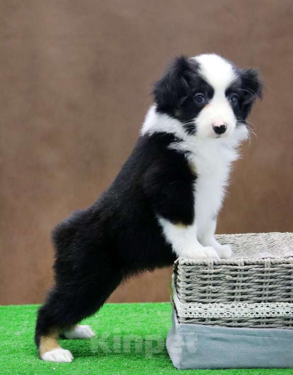 Собаки в Москве: Миниатюрная американская овчарка девочка триколор Девочка, 60 000 руб. - фото 2