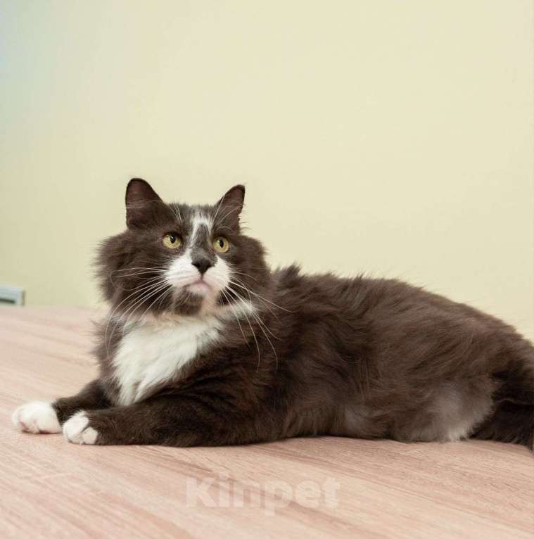 Кошки в Москве: Выкинутый хозяевами пушистый котик ищет дом! Мальчик, Бесплатно - фото 3