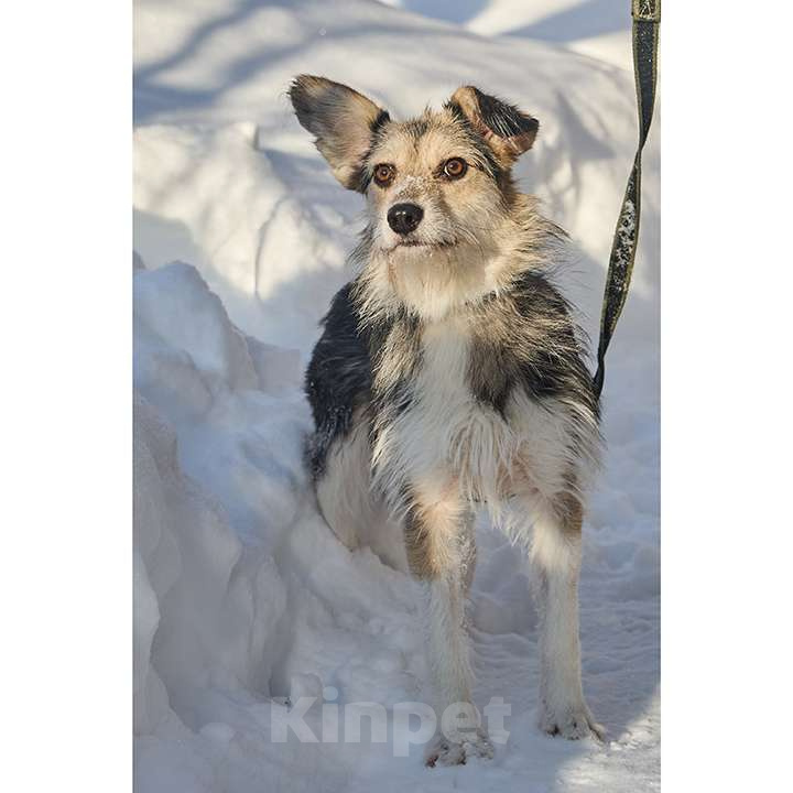 Собаки в Москве: Красотка Динка ищет семью Девочка, 10 руб. - фото 1