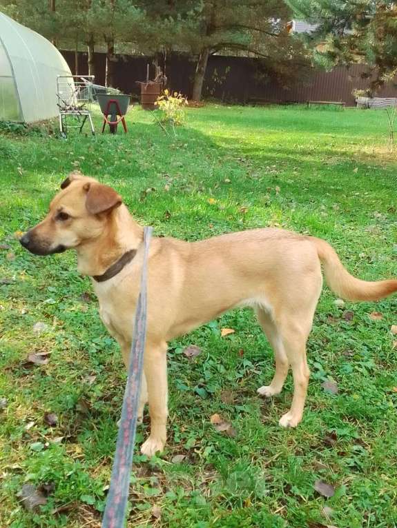 Собаки в Москве: Умная, ласковая в дар Девочка, Бесплатно - фото 3