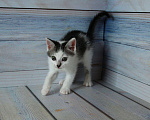 Кошки в Щелково: Котенок ищет семью Мальчик, Бесплатно - фото 4