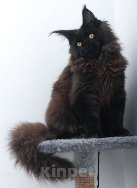 Кошки в Москве: Чёрный котенок мейн-кун  Мальчик, 45 000 руб. - фото 5