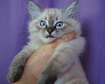 Кошки в Краснодаре: Котята Невская маскарадная color point blue пушистый кот Мальчик, 26 000 руб. - фото 2