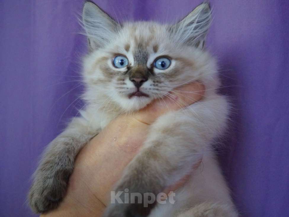 Кошки в Краснодаре: Котята Невская маскарадная color point blue пушистый кот Мальчик, 26 000 руб. - фото 2