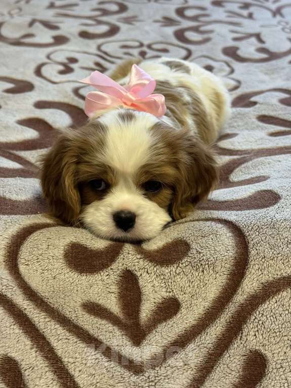 Собаки в Рязани: Кавалер кинг чарльз спаниель щенок Девочка, Бесплатно - фото 1