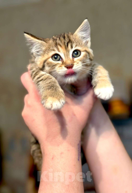 Кошки в Москве: Котёнок Пачуля в добрые руки  Девочка, Бесплатно - фото 4