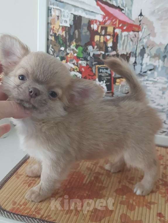 Собаки в Москве: лиловый и шоколадный мальчики чихуахуа Мальчик, 20 000 руб. - фото 2