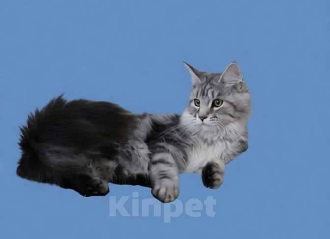 Кошки в Москве: Котёнок Мейн Кун Девочка из питомника Девочка, 30 000 руб. - фото 7