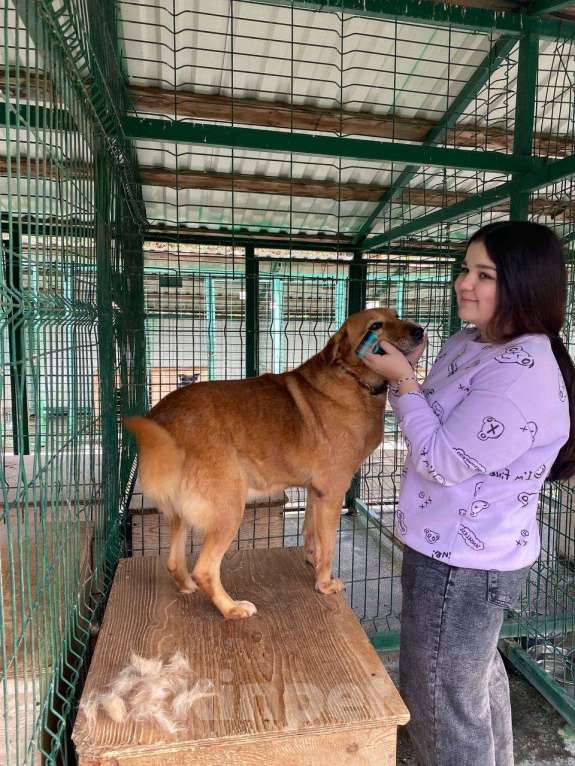 Собаки в других городах Краснодарского края: Молли из приюта Поводог Сочи (отправим в любой город) Девочка, Бесплатно - фото 8