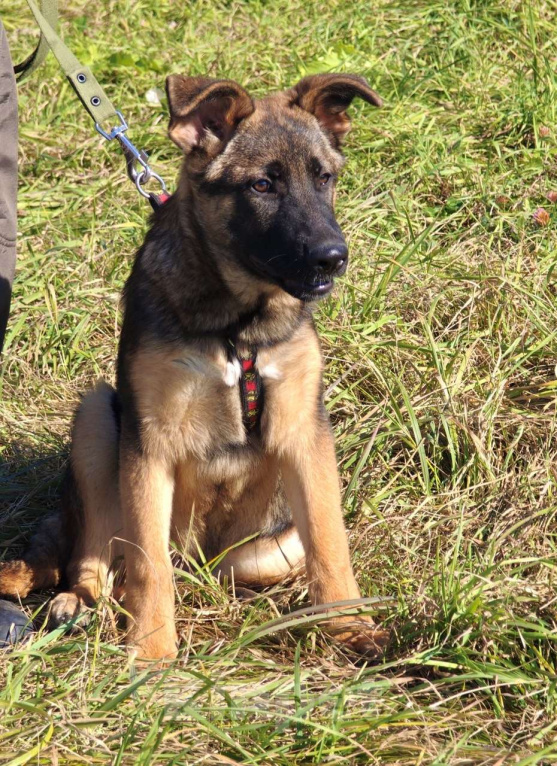 Собаки в Москве: Щенок Лео ищет дом Мальчик, Бесплатно - фото 4