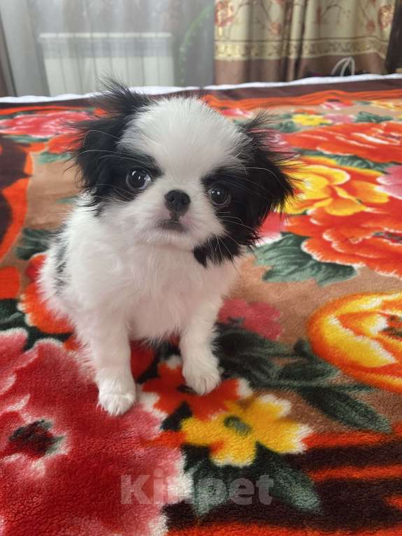 Собаки в Санкт-Петербурге: Апонский хин Мальчик, Бесплатно - фото 1