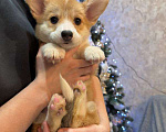 Собаки в Перми: Щенки вельш корги пемброк девочки Девочка, 65 000 руб. - фото 1