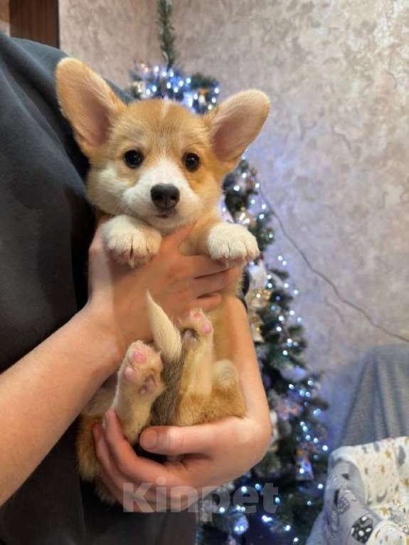 Собаки в Перми: Щенки вельш корги пемброк девочки Девочка, 65 000 руб. - фото 1