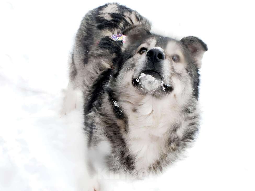 Собаки в других городах Пермского края: Сладкая Папайя в добрые руки Девочка, Бесплатно - фото 6