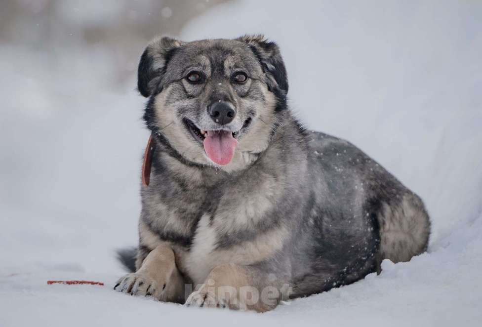 Собаки в Москве: Ласковая, жизнерадостная, позитивная Златочка ждет свою семью, мечтает о доме. Девочка, Бесплатно - фото 1