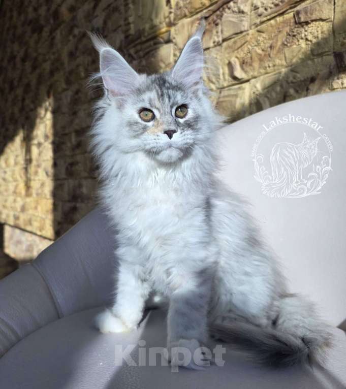 Кошки в Москве: Котенок мейн кун Девочка, 180 000 руб. - фото 6