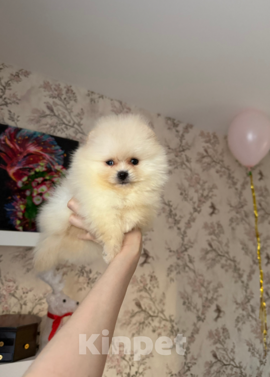 Собаки в Москве: Мальчик Мальчик, 30 000 руб. - фото 1