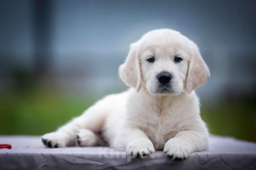 Собаки в Москве: Щенок золотистого ретривера  Мальчик, 75 000 руб. - фото 2