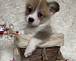 Собаки в Дубне: Премиум Щенки Вельш - корги пемброк .   Мальчик, 70 000 руб. - фото 3